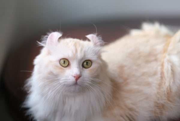 Cream American Curl cat