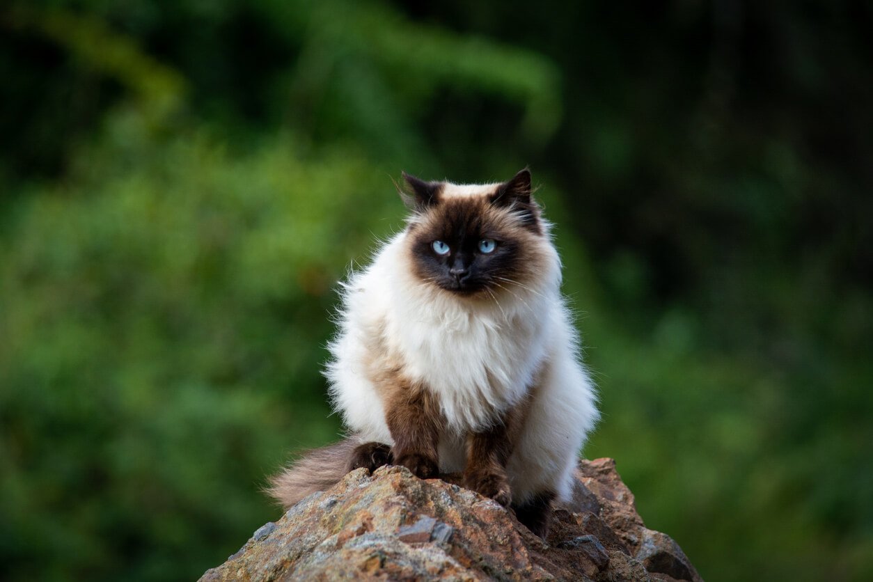Himalayan cat sitting on rock