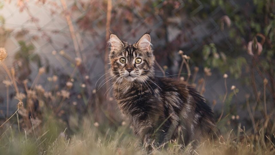 Maine Coon kitten in field at twilight