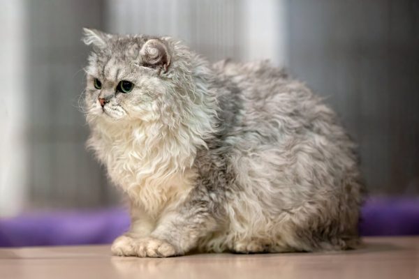 Selkirk Rex sitting on table