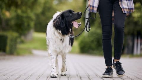 Happy Czech mountain dog on pet leash during walk with his owner in city.