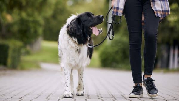 Happy Czech mountain dog on pet leash during walk with his owner in city.