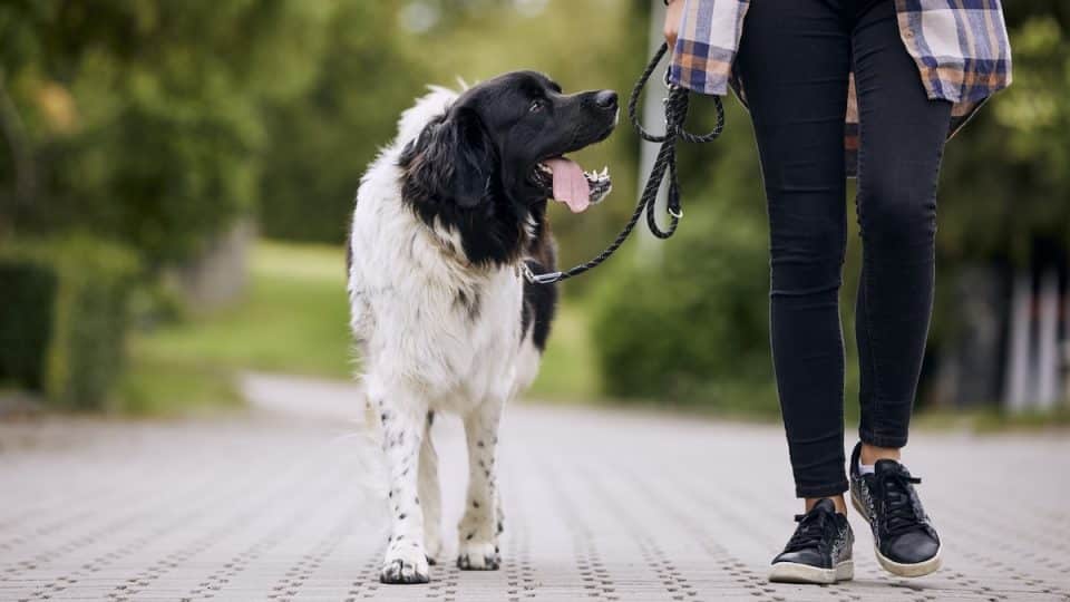 Happy Czech mountain dog on pet leash during walk with his owner in city.