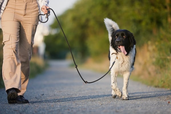 Dog practicing loose leash walking on road
