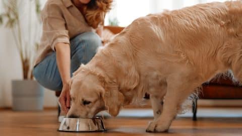 Woman feeding a slightly chunky Labrador Retriever