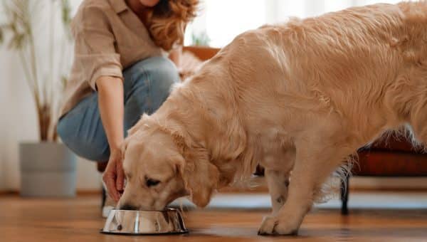 Woman feeding a slightly chunky Labrador Retriever