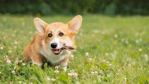 Happy dog with edible stick in mouth sitting on grass.