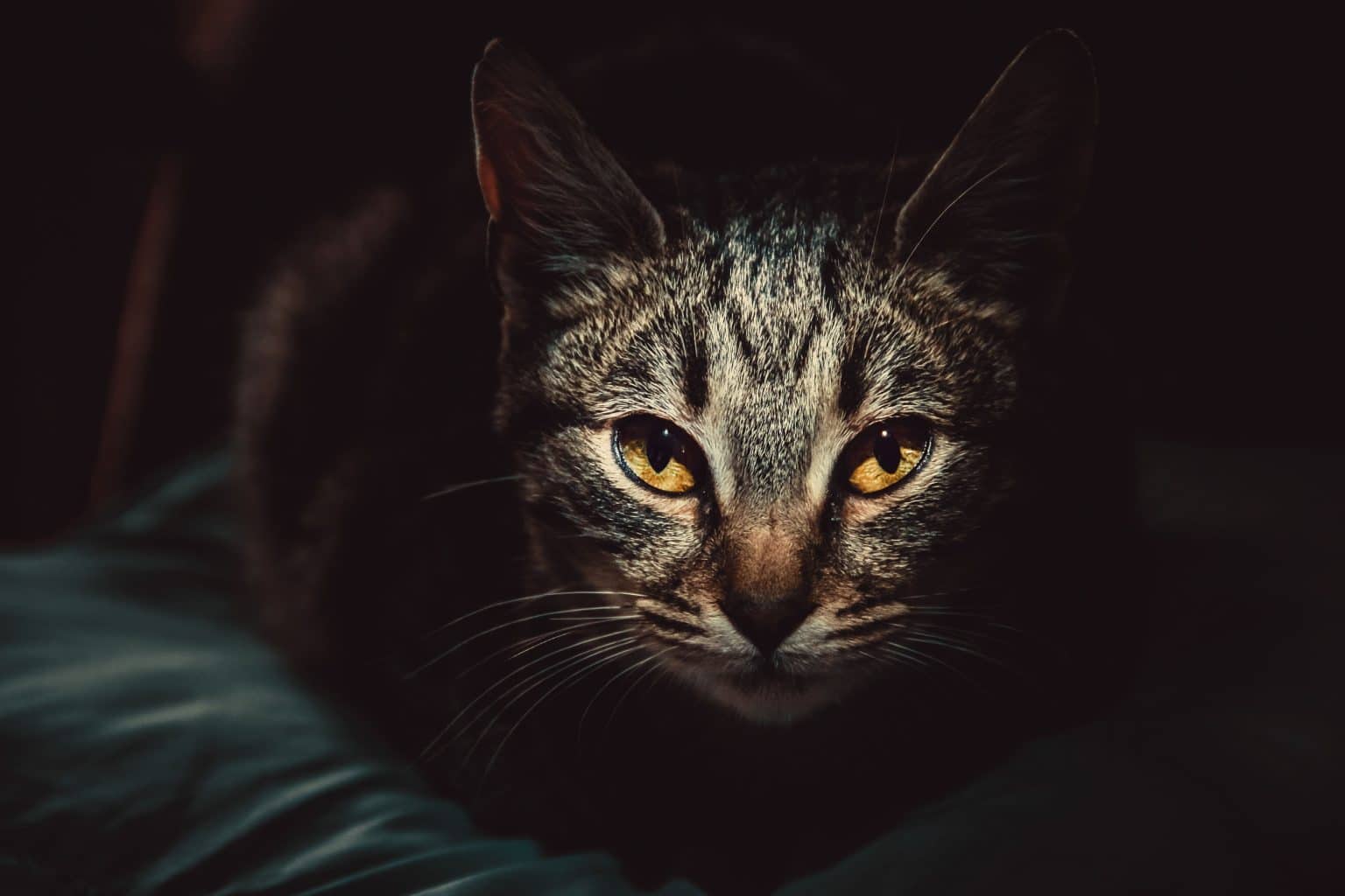 Why Do Cats' Eyes Glow The Secret Superpower Behind Cats' Eyeglow