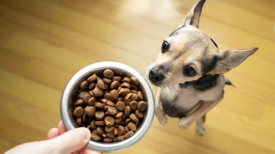 Toy terrier stands on hind legs to see food bowl offered by pet parent hand