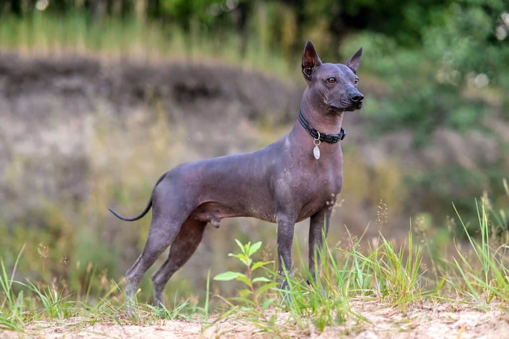 Xoloitzcuintli standing in field