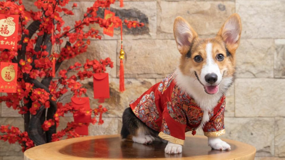 Corgi dressed in traditional Chinese clothing for Lunar New Year