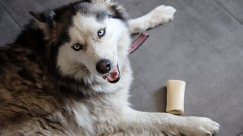 Husky lying on floor with bone