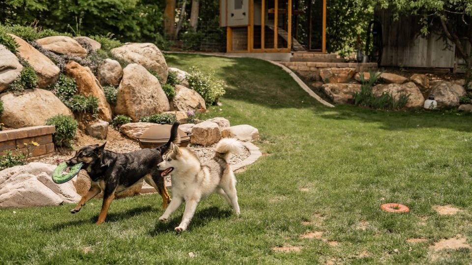 Dogs playing in a big fenced yard