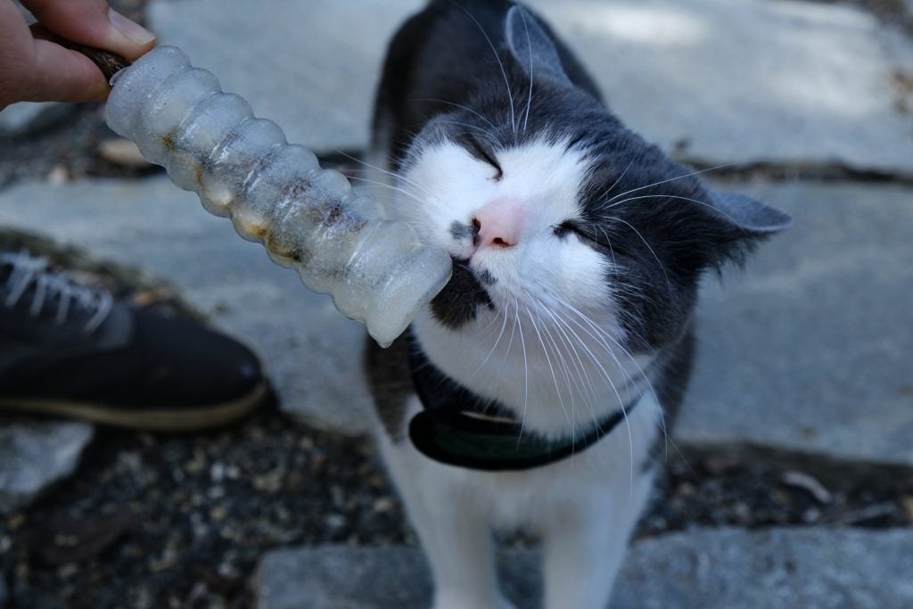 lyra tries her sardine water cat popsicle