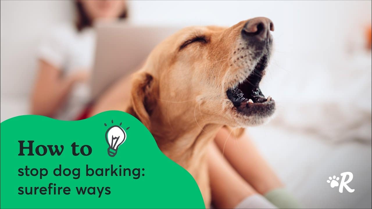 7 Ways To Stop Dog Barking Fast In Every Situation