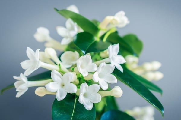 Madgascar Jasmine in pot