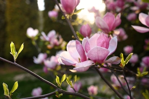Magnolia bush