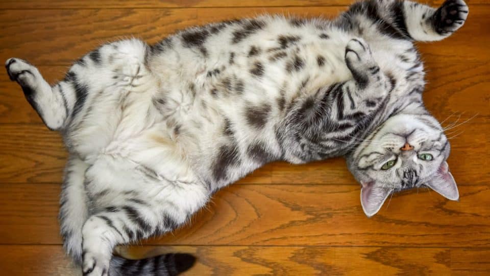 A male cat rolling on his belly