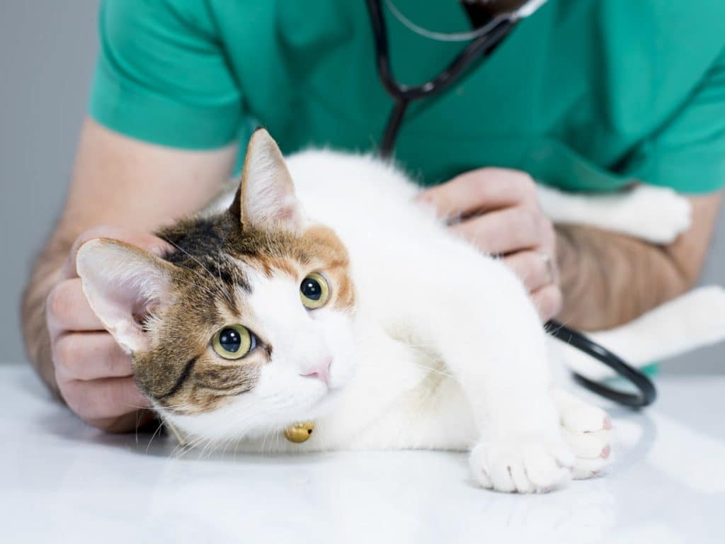 Un gato macho con problemas urinarios en el veterinario