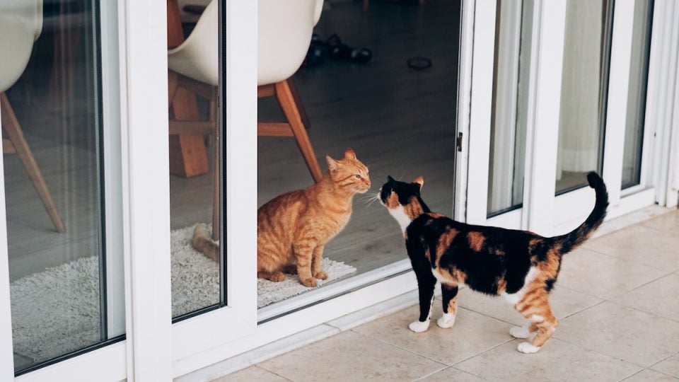 Male and female cats greeting each other at door