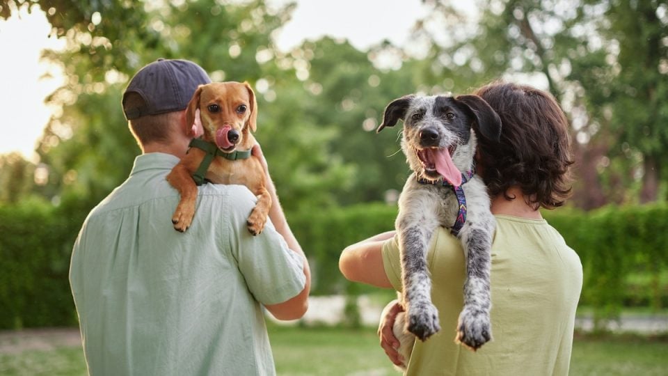 Man and woman each carrying a dog through a sunny park