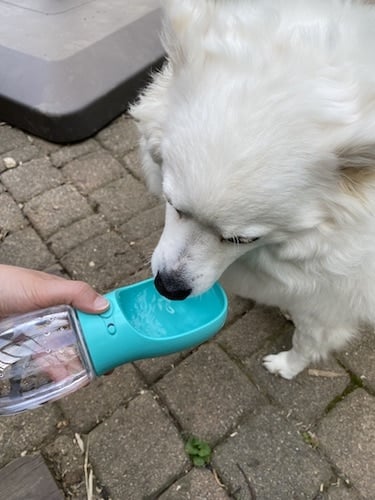 Dog drinking from blue water bottle.