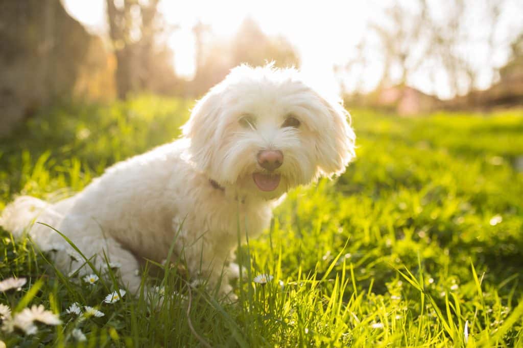 Maltese dog sitting in grass