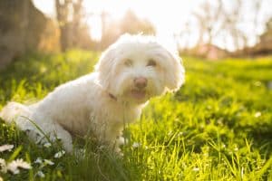 Maltese dog sitting in grass