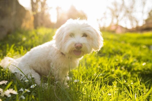 Maltese dog sitting in grass