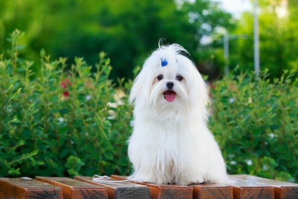 Cute dog breed Maltese is sitting on a pedestal in the park