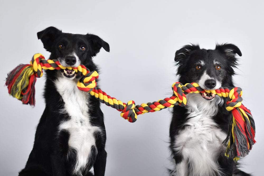 two dogs holding a long mammoth flossy chew rope toy