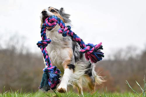 Mammoth rope dog toy for fetch