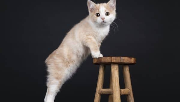 Orange and white Manx kitten