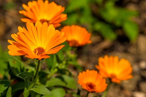 Marigolds in a garden