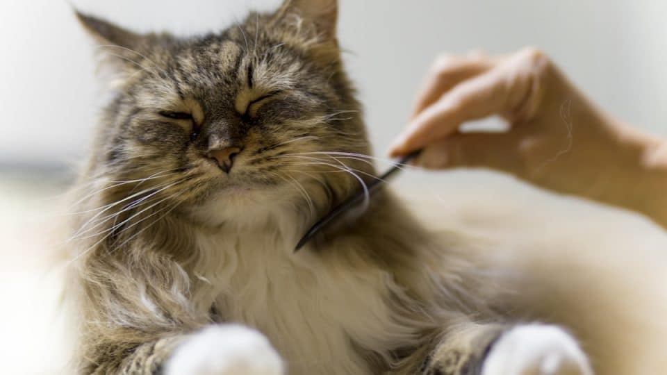 A Maine Coon cat being brushed with a fine-toothed comb