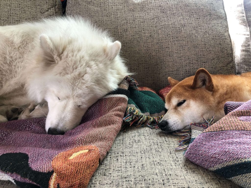 A Samoyed and Shiba Inu sleeping on a couch together.