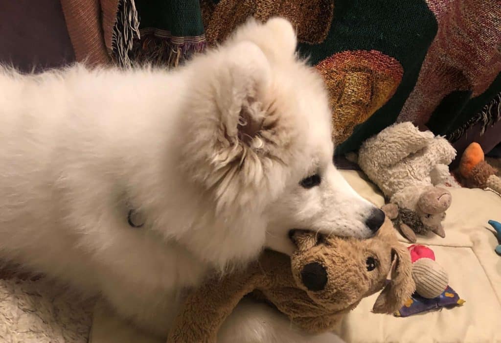 A 6-month old Samoyed nursing on a dog toy whose ear she would eventually eat. 