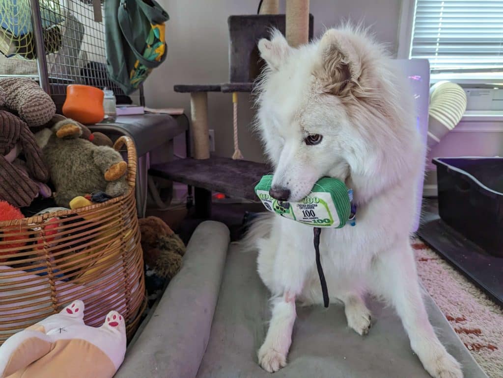 Samoyed holding a $100 bill toy in her mouth, looking coyly to the side