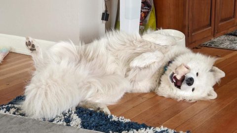 A Samoyed laying happily on her back as she plays with a bone.