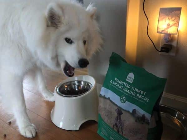White dog happily eats Open Farm kibble