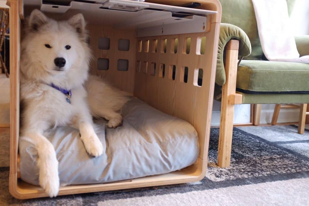 Meda sitting in her Fable crate 