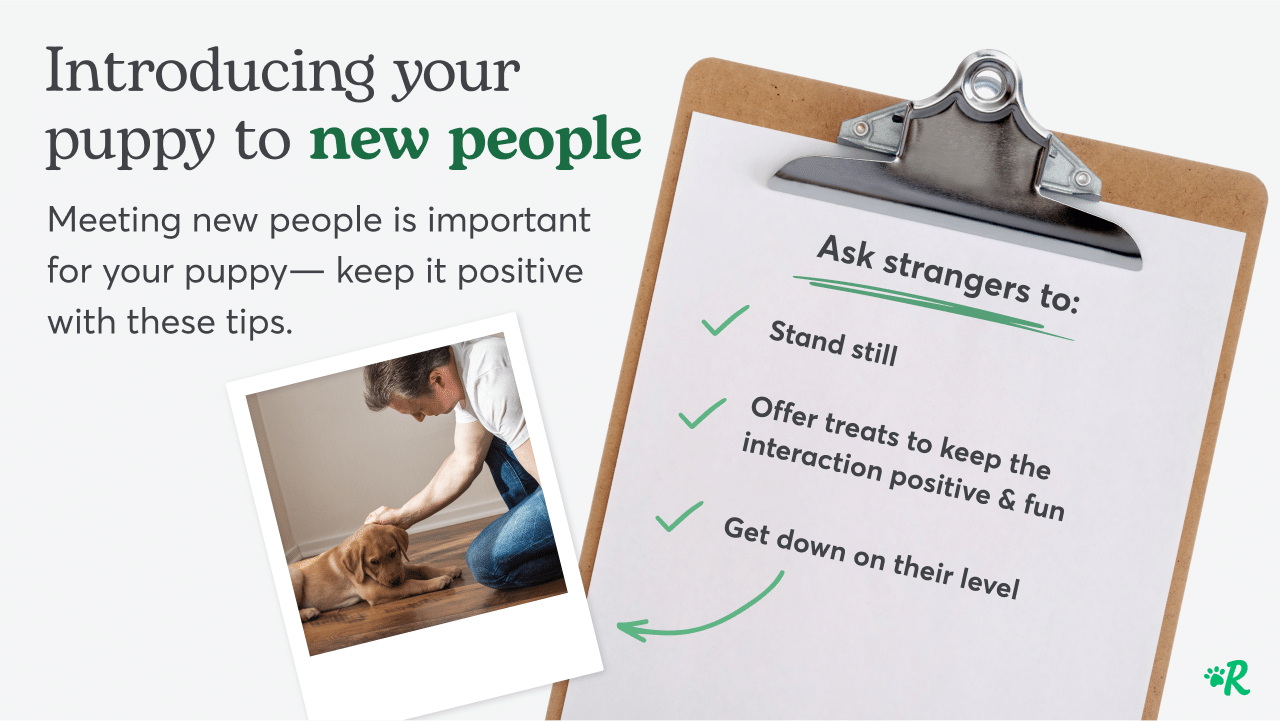 Clip board with tips on introducing a puppy to new people