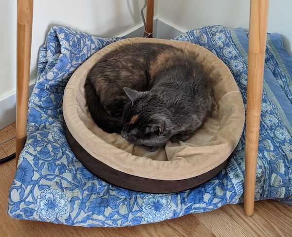 Cat curls up in heated cat bed
