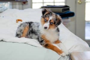 A miniature Australian shepherd lounges on bed