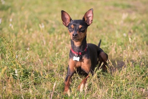 Portrait of a Miniature pinscher in the green