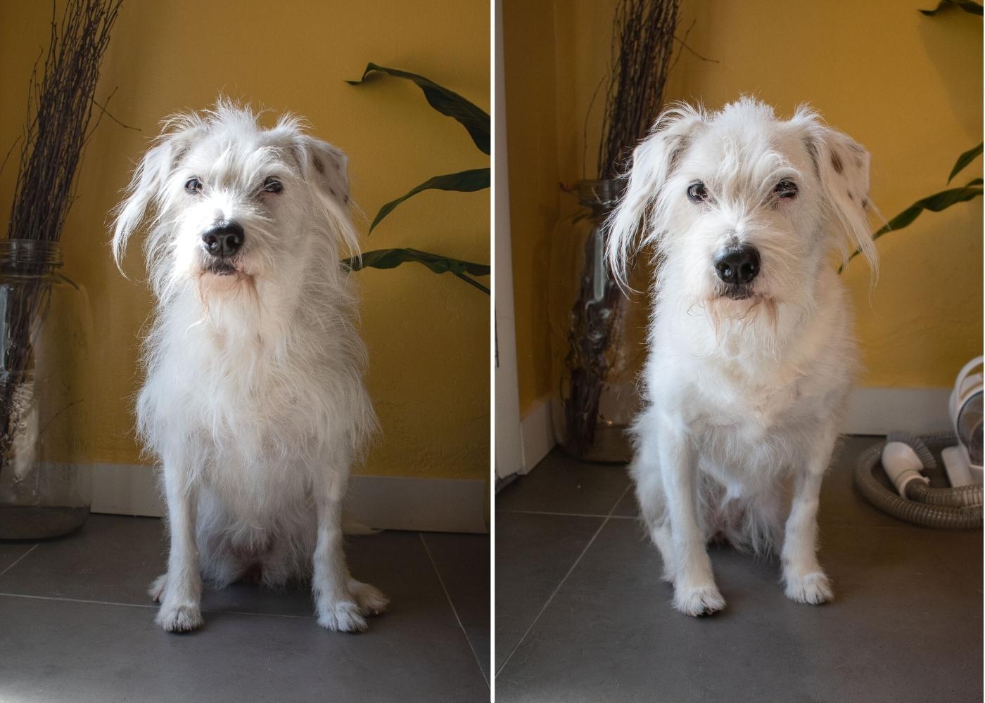 Before and after photos of groomed and trimmed dog