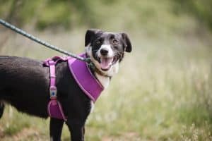 Portrait of a mixed breed black and white rescued dog with harness during a walk on the green meadow near the shelter