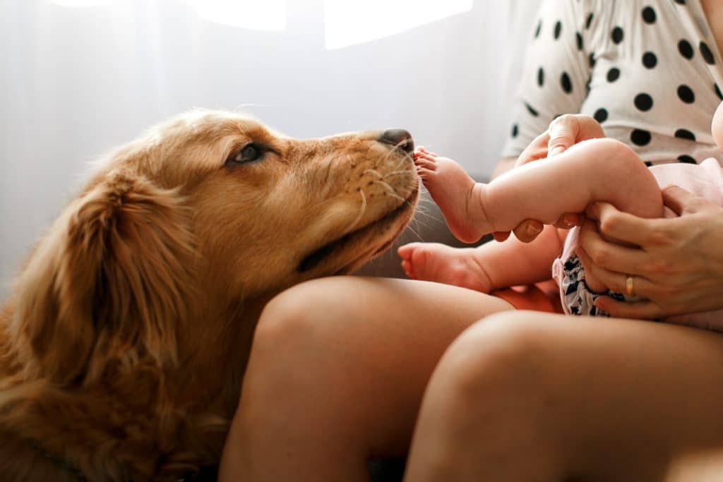Pet parent monitoring their dog with their baby