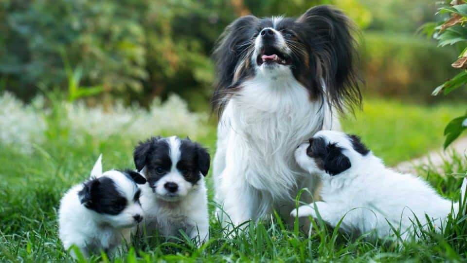 Cute mother dog with her puppies