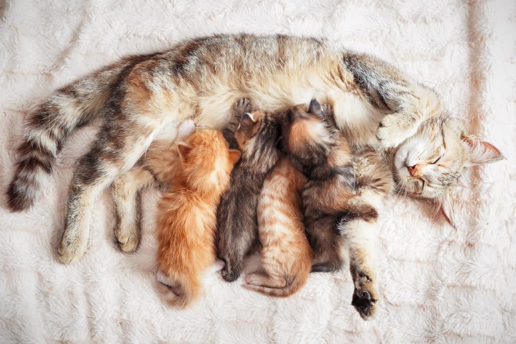Mother feeding kittens her milk